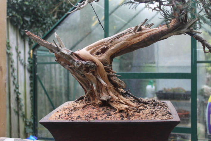 san jose juniper bonsai